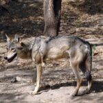 wolf-3937260_960_720