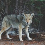 wolf-690102__340
