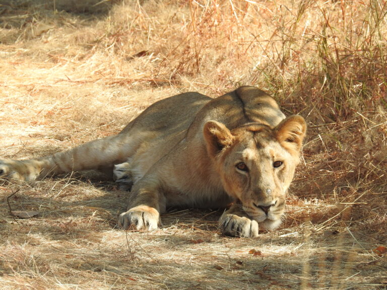 ૩ માર્ચે સાસણગીરમાં ઉજવાયો રાષ્ટ્રકક્ષાનો વિશ્વ વન્ય જીવ દિવસ