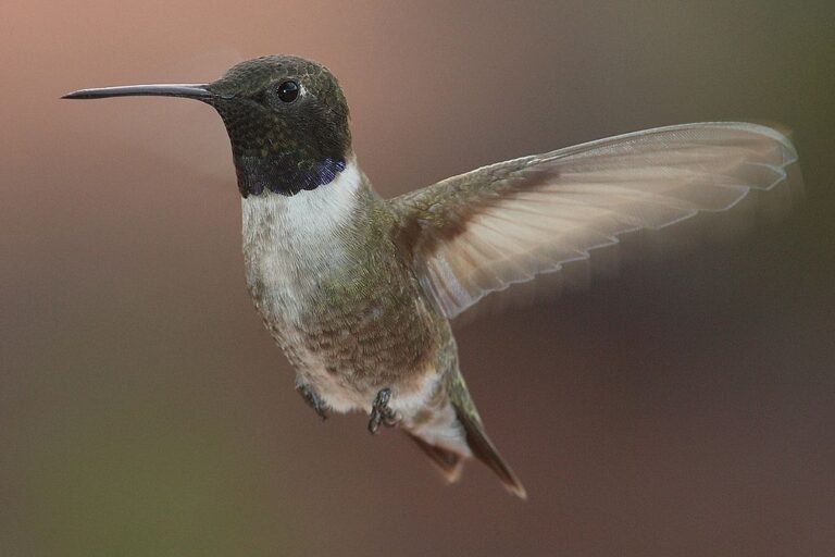 Male hummingbirds whistle with tails to attract mates : study