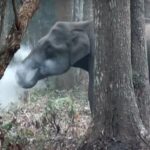 Elephant_smoking