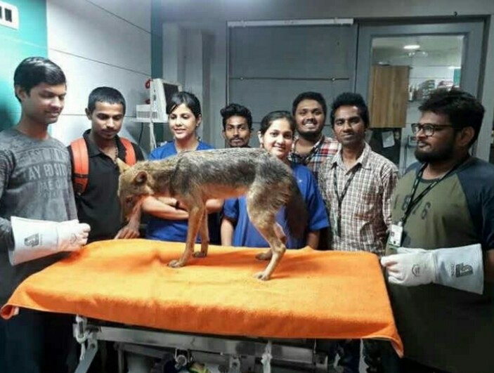 Golden Jackal