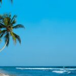 beach-coast-coconut-trees-319893