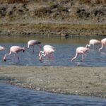 bird-4051552_960_720
