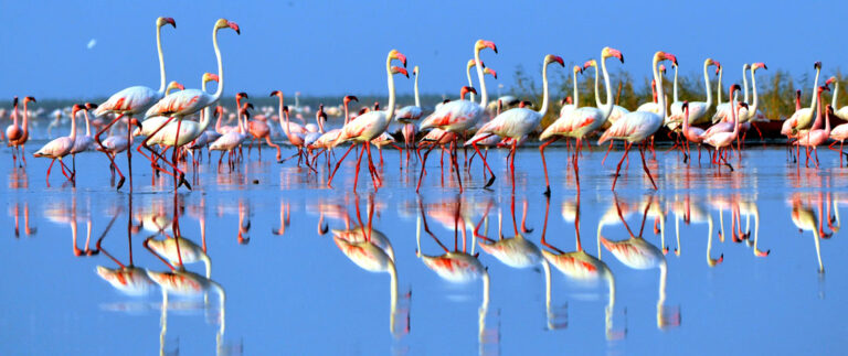 Kutch: Flamingos throng Kutch amid lockdown