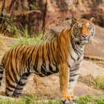 An Indian tiger in the wild. Royal, Bengal tiger