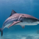Tiger_shark