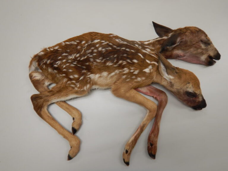 Scientists study 1st ‘two-headed’ deer to be fully delivered