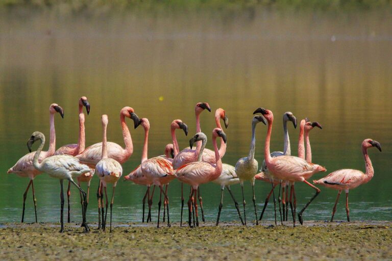 સુરત : ગ્રેટર ફ્લેમિંગોની મોટી વસાહત અને બ્રીડિંગ સાઇટ તરીકે  જોવા મળી રહ્યું છે.