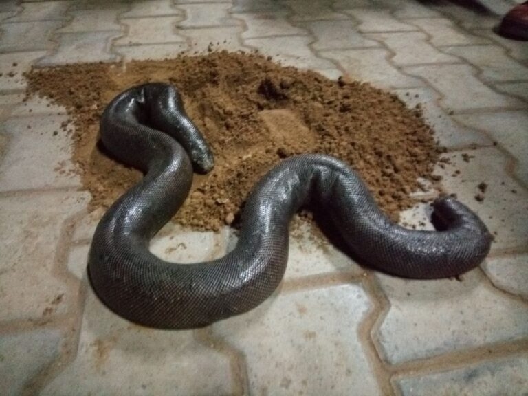 વડોદરા : પ્રાણી ક્રુરતા નિવારણ સંસ્થા અને વન વિભાગે ટ્રેપ ગોઠવી આંઘણી ચાકણ(સાપ) સાથે 4 શખ્સોને ઝડપ્યા