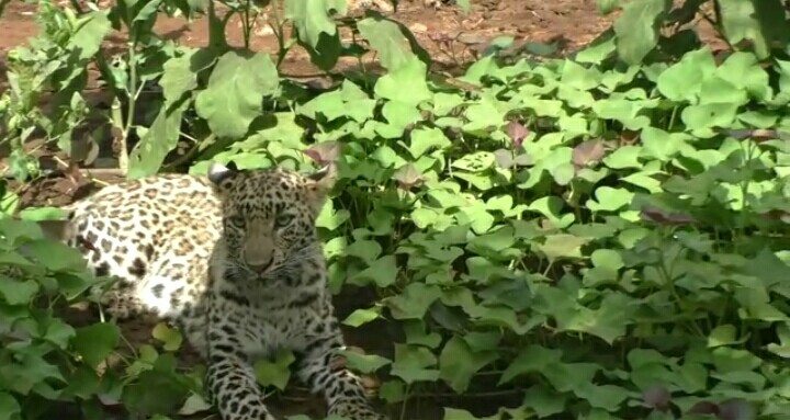 ગીર સોમનાથ : ઈણાજ ગામે વાડીમાં બિમાર બાળ દિપડાને રેસ્કયુ કરી બચાવાયો