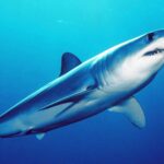 Isurus_oxyrinchus_by_mark