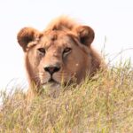 lion animal