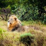 animal-animal-photography-big-cat-259468