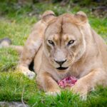 animal-photography