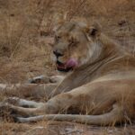 big-cat-lion