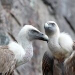 griffon-vulture-2011890_960_720