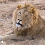 lion-730534