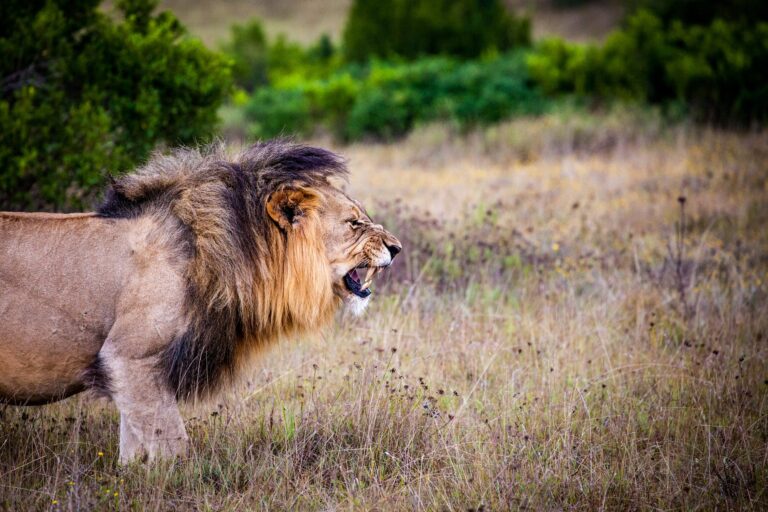 Eleven lions killed by poisoning in Uganda national park