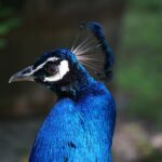 peacock-3420631__340