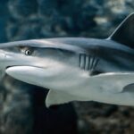 shark-3197585_1280