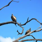 vulture-1076249_960_720