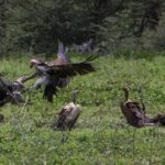 vulture-2735652_960_720