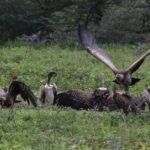 vulture-2735653_960_720