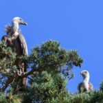 vulture-2782578_960_720
