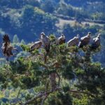 vulture-2785996_960_720