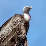 vulture-3329814_960_720