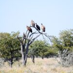 vultures-3405859_960_720