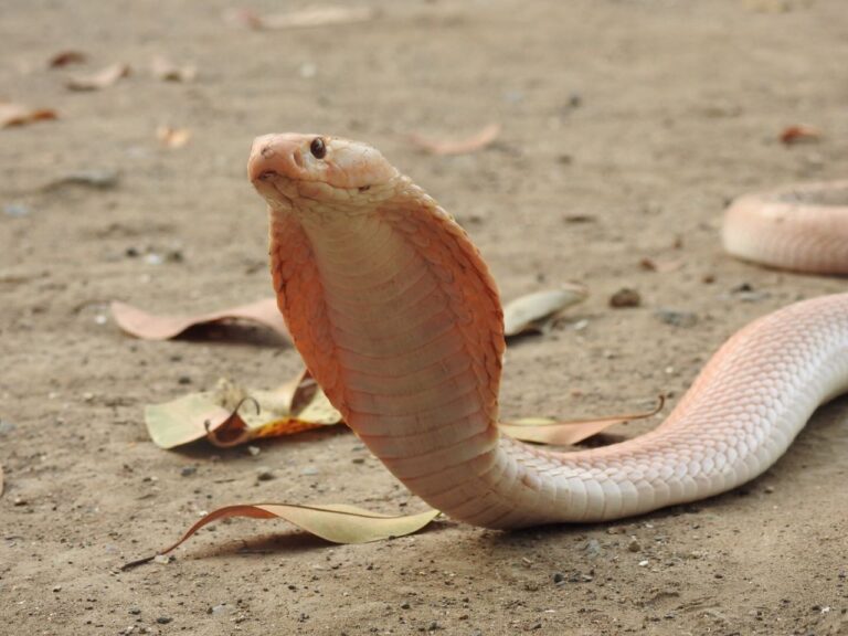 શું ક્યારેય જોયું છે ? સફેદ એલબીનો સાપ