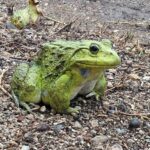 IMG-20180625-WA0001