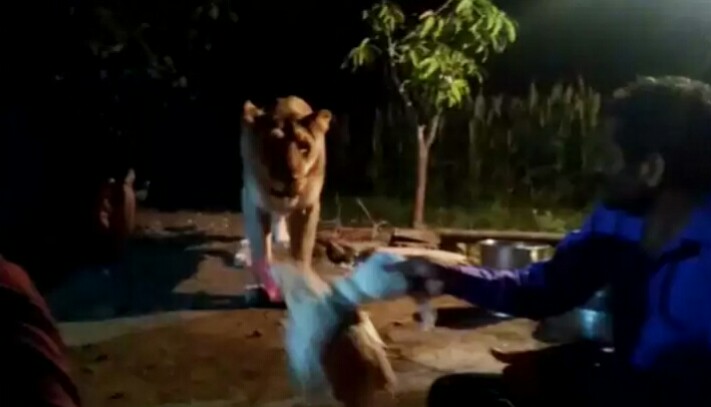 સિંહની પજવણી કયારે અટકશે ? સિંહની પજવણી કરતો વધુ એક વીડિયો થયો વાયરલ