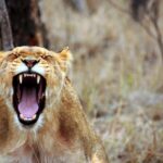 africa-anger-animal-55814