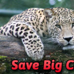 big-cats-news-size