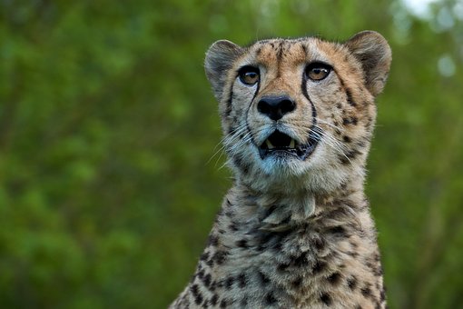 India Set To Be Home Of The fastest land animal Cheetahs After 70 Years
