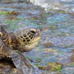 green-sea-turtle-5