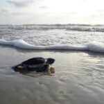green-sea-turtle-7