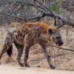 hyena-1