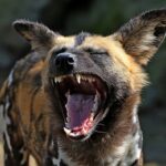 hyena-2
