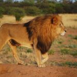 lion-2