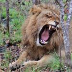 lion-241622_960_720