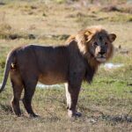 lion-3410746__340