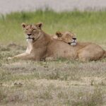 lion-3426694__340
