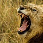lion-5