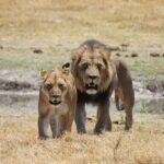 lion couple