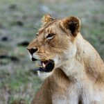 lioness-1