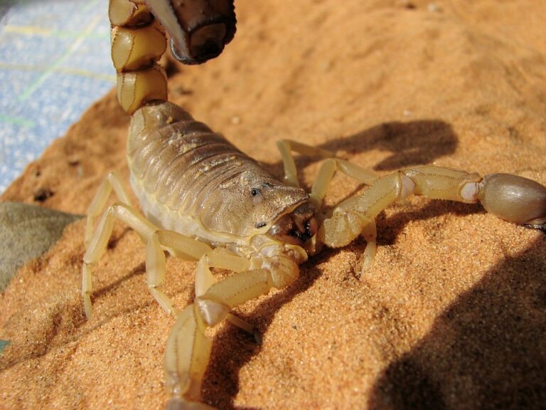જાણો, ઝેરી પણ રસપ્રદ જીવ વીંછી( Scorpio ) વિશે